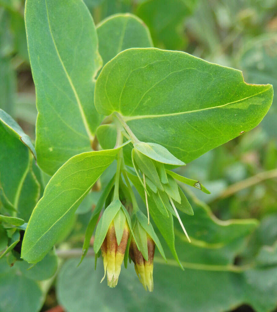 Image of Cerinthe minor subsp. auriculata (Ten.) Domac