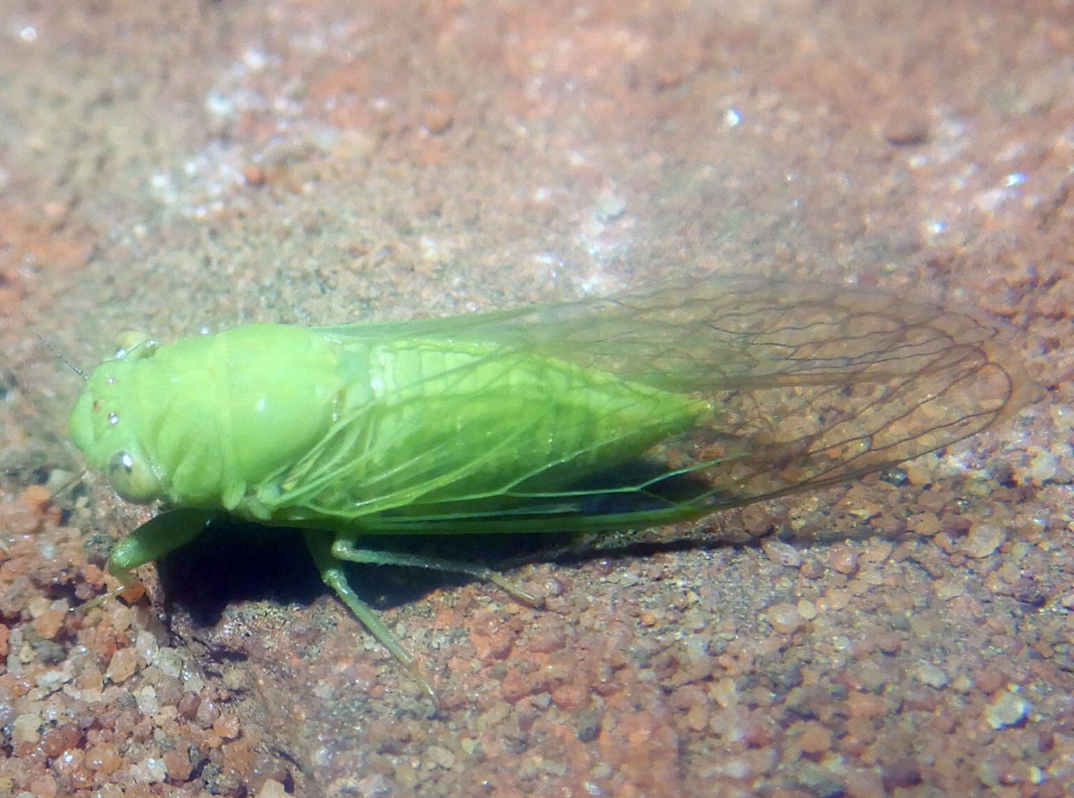 Taurella viridis (Ashton 1912)的圖片