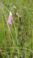 Слика од Pedicularis grandiflora Fisch.