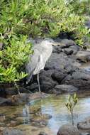 Image of Ardea herodias cognata Bangs 1903