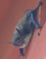 Image of little brown bat