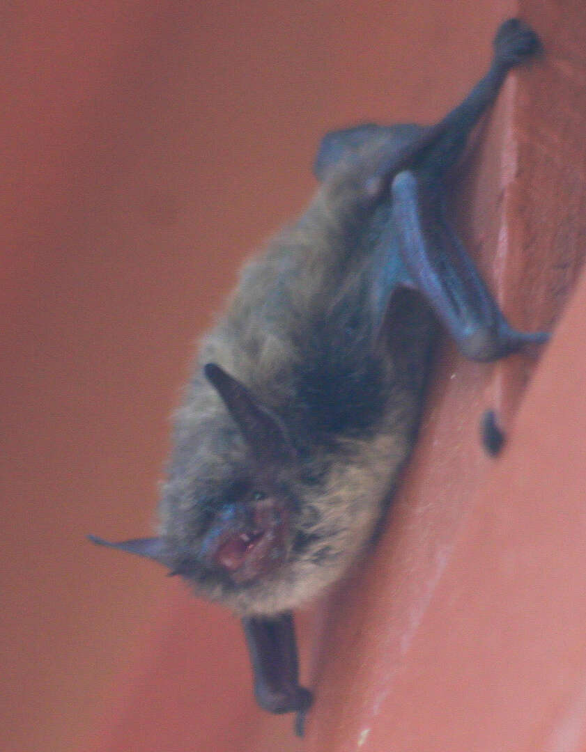 Image of little brown bat