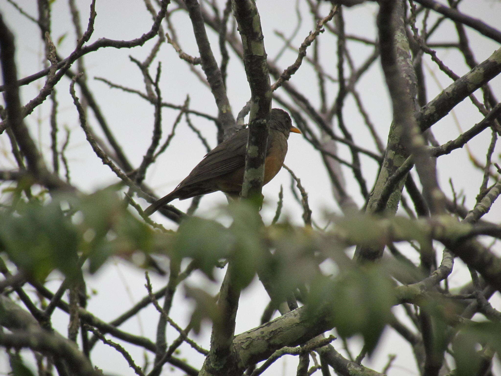 Image of Turdus olivaceus olivaceus Linnaeus 1766