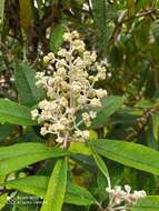 Image of Buddleja bullata Kunth