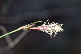 Image of Carex mucronata All.