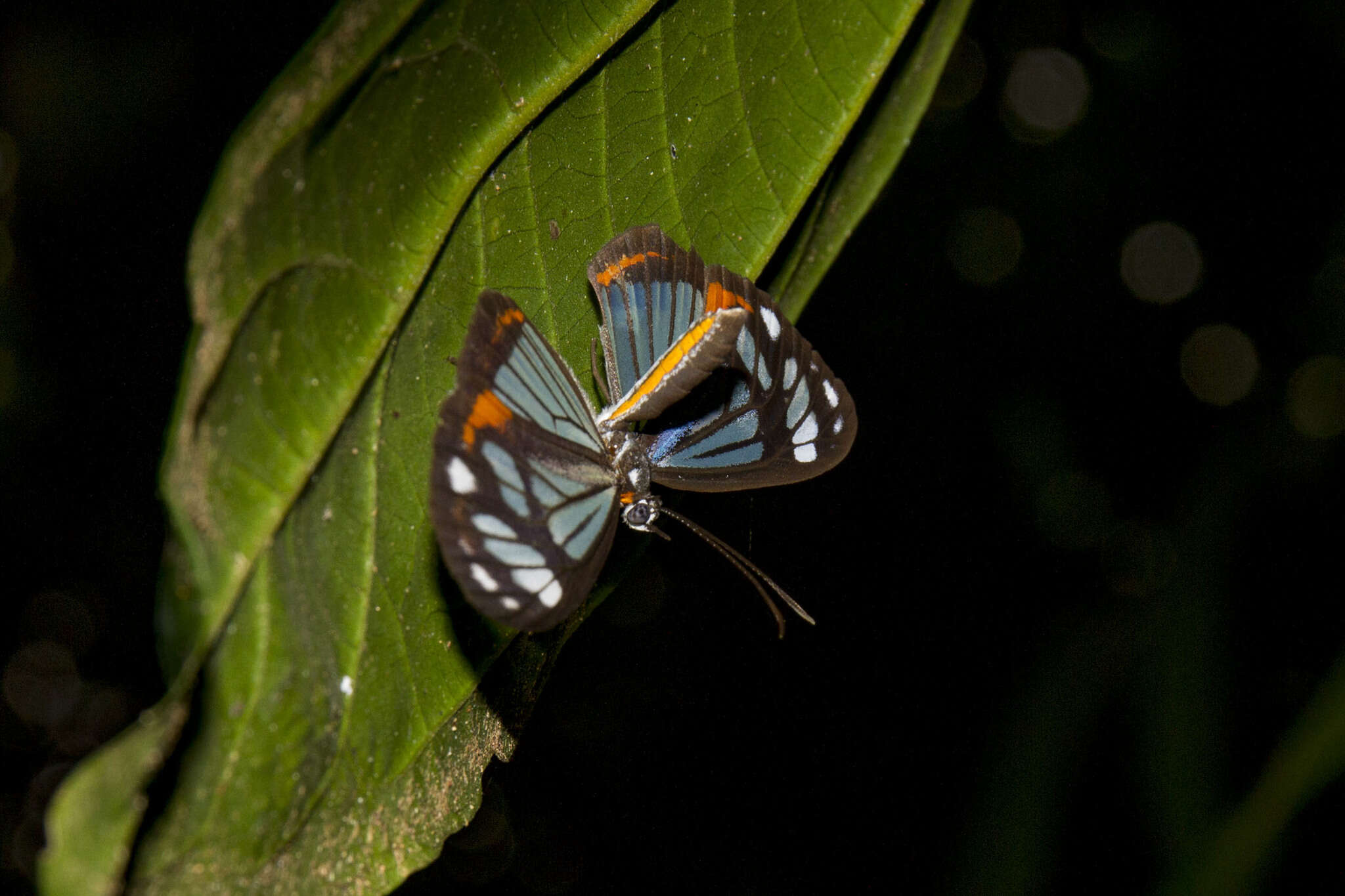 Image of Stalachtis phaedusa zephyritis