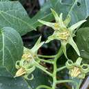 Image of Solanum melissarum L. Bohs