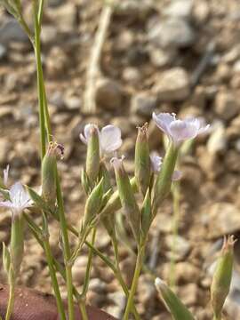 Image of Dianthus ciliatus Guss.