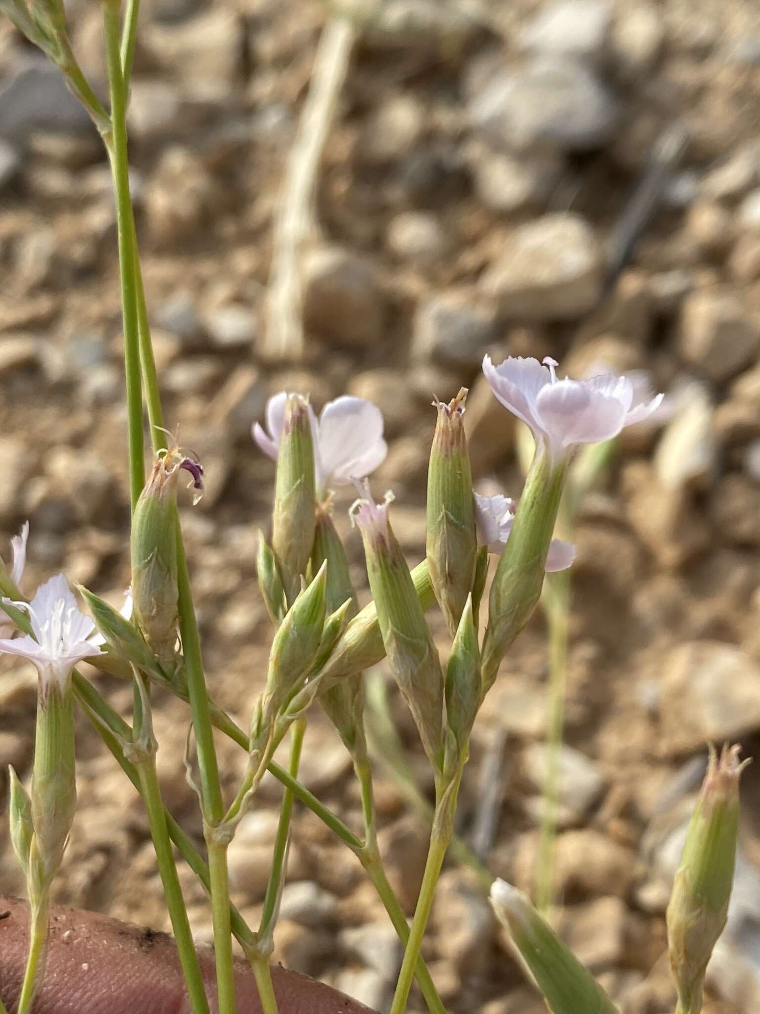 Image of Dianthus ciliatus subsp. dalmaticus (Celak.) Hayek