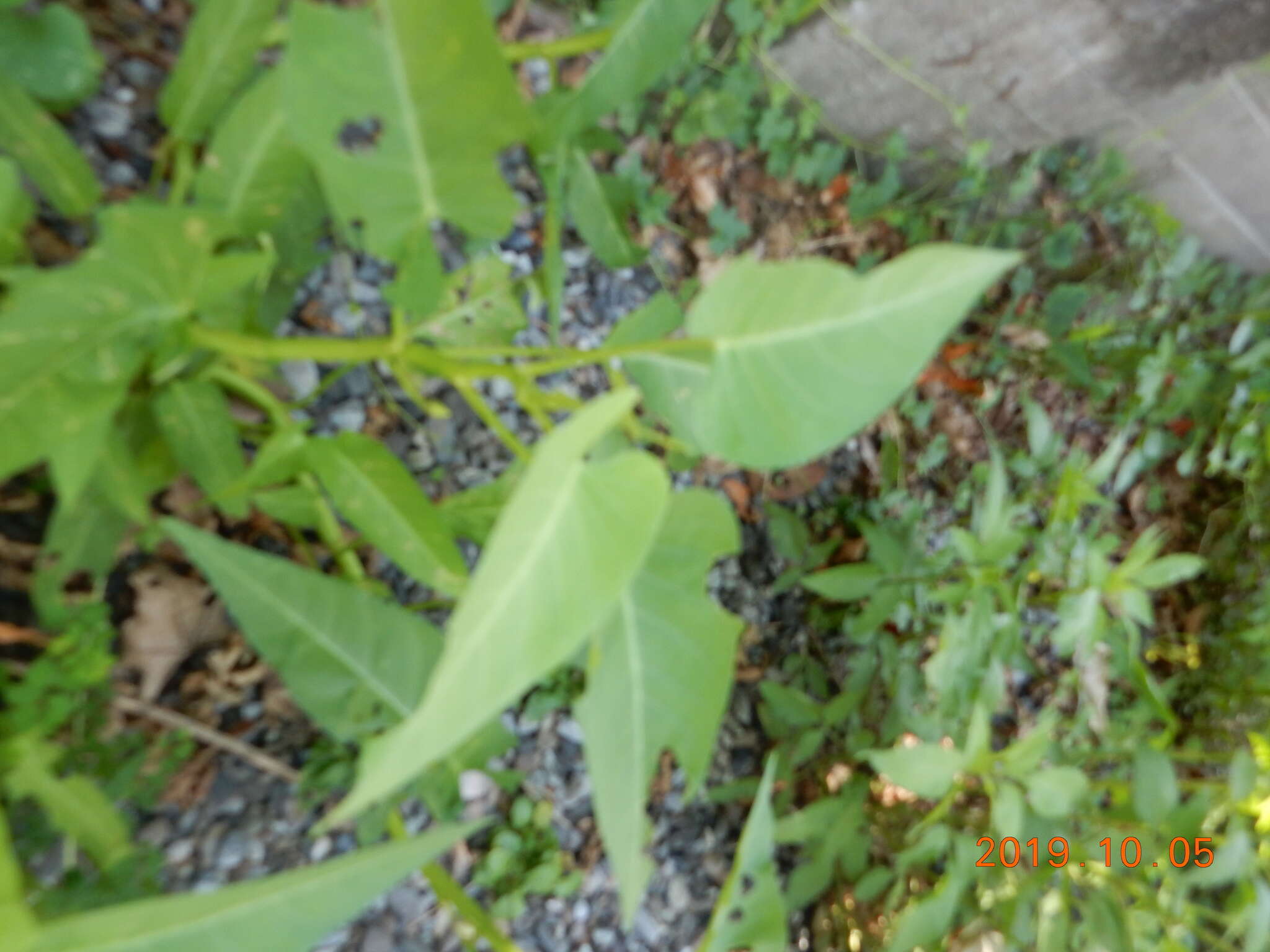 Image of Ipomoea aquatica Forsk.