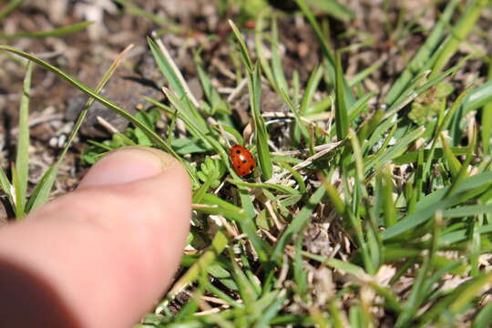 Image of 11-spot ladybird