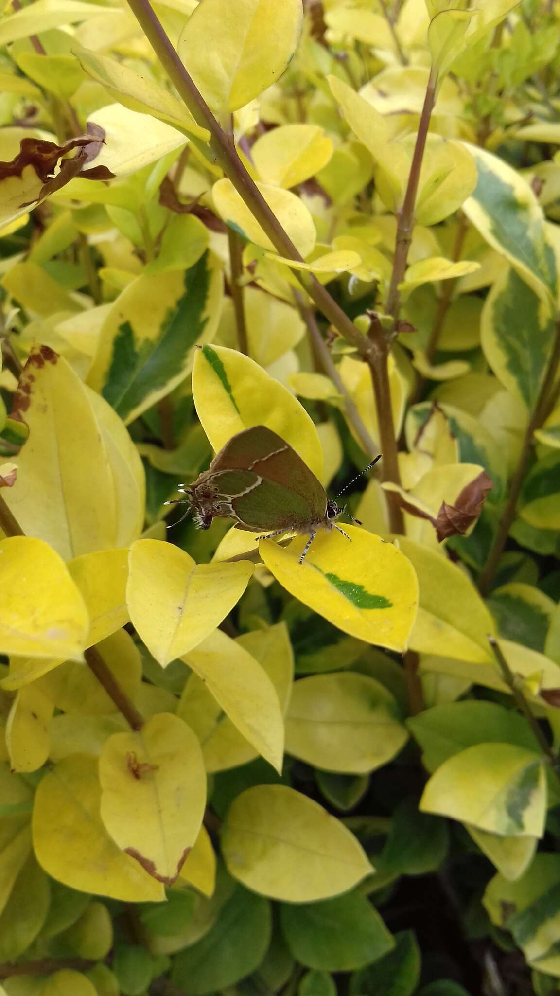 Image of Xami Hairstreak