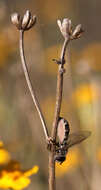 Image of Entomophthora muscae (Cohn) Fresen. 1856