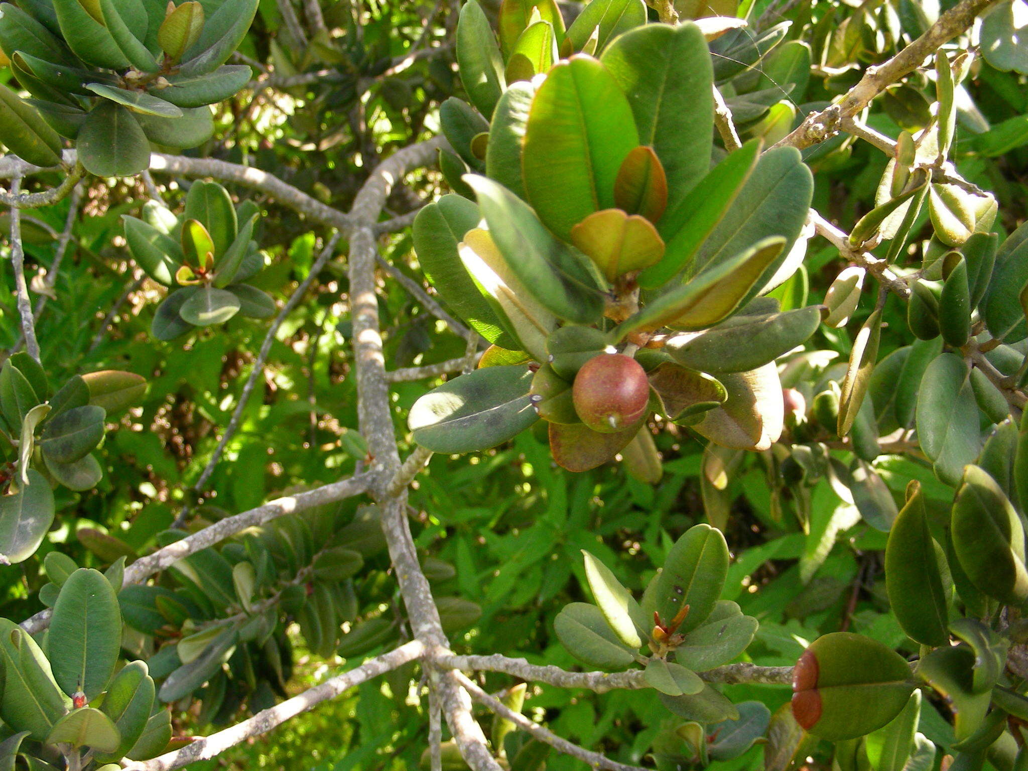 Image of Pouteria valparadisaea (Molina)