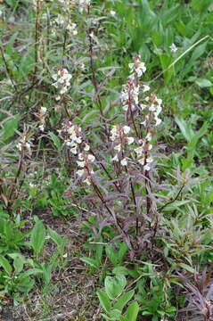 Image of sickletop lousewort