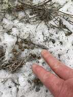 Image of pygmy rabbit