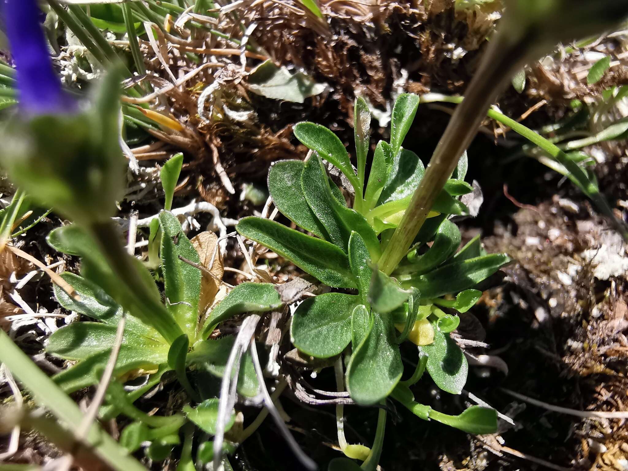 Sivun Phyteuma globulariifolium Sternb. & Hoppe kuva