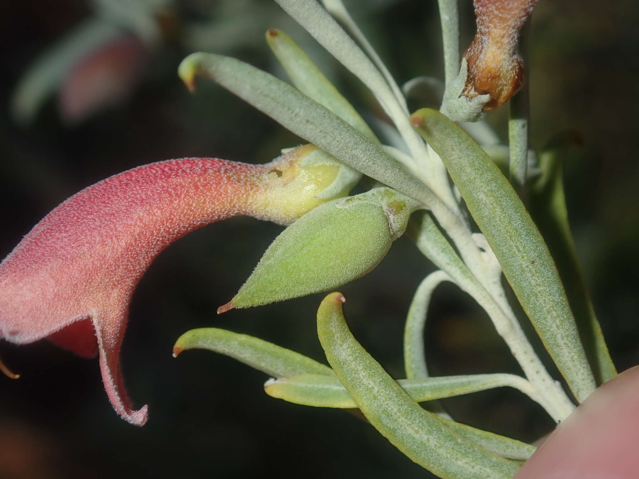 Image de Eremophila youngii F. Muell.