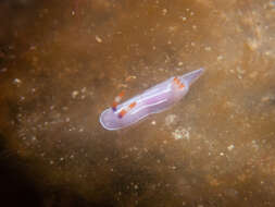 Image of Mexichromis trilineata (A. Adams & Reeve 1850)