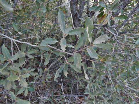 Image of gray oak