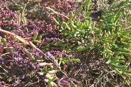 Image of Salicornia perennans Willd.