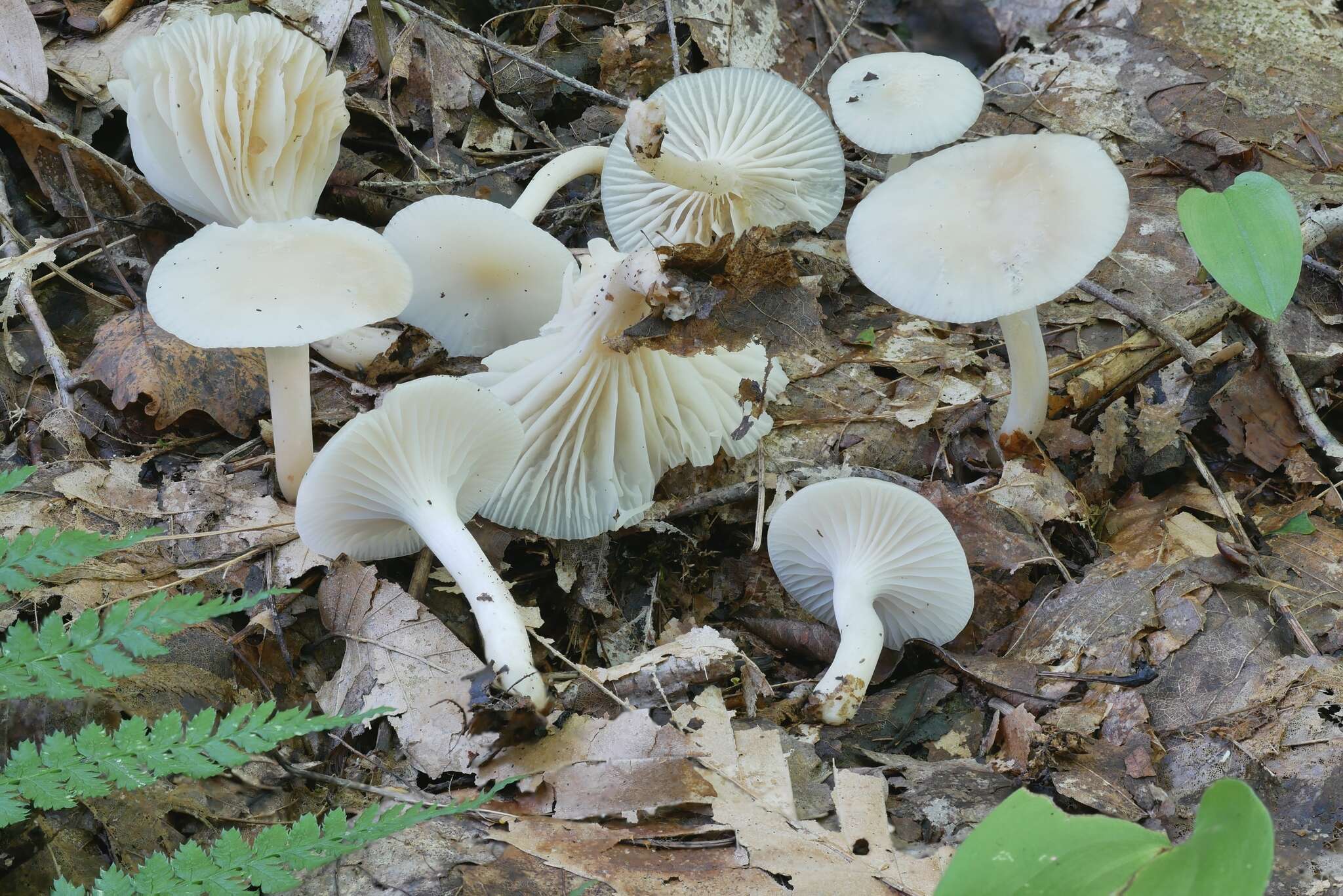 Image of Cuphophyllus borealis (Peck) Bon ex Courtec. 1985