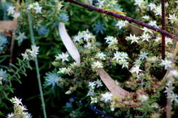 Image of Sedum griseum Praeger