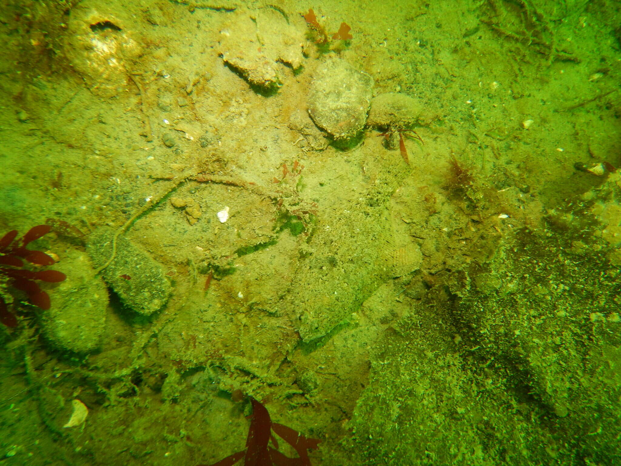 Image of Speckled sanddab