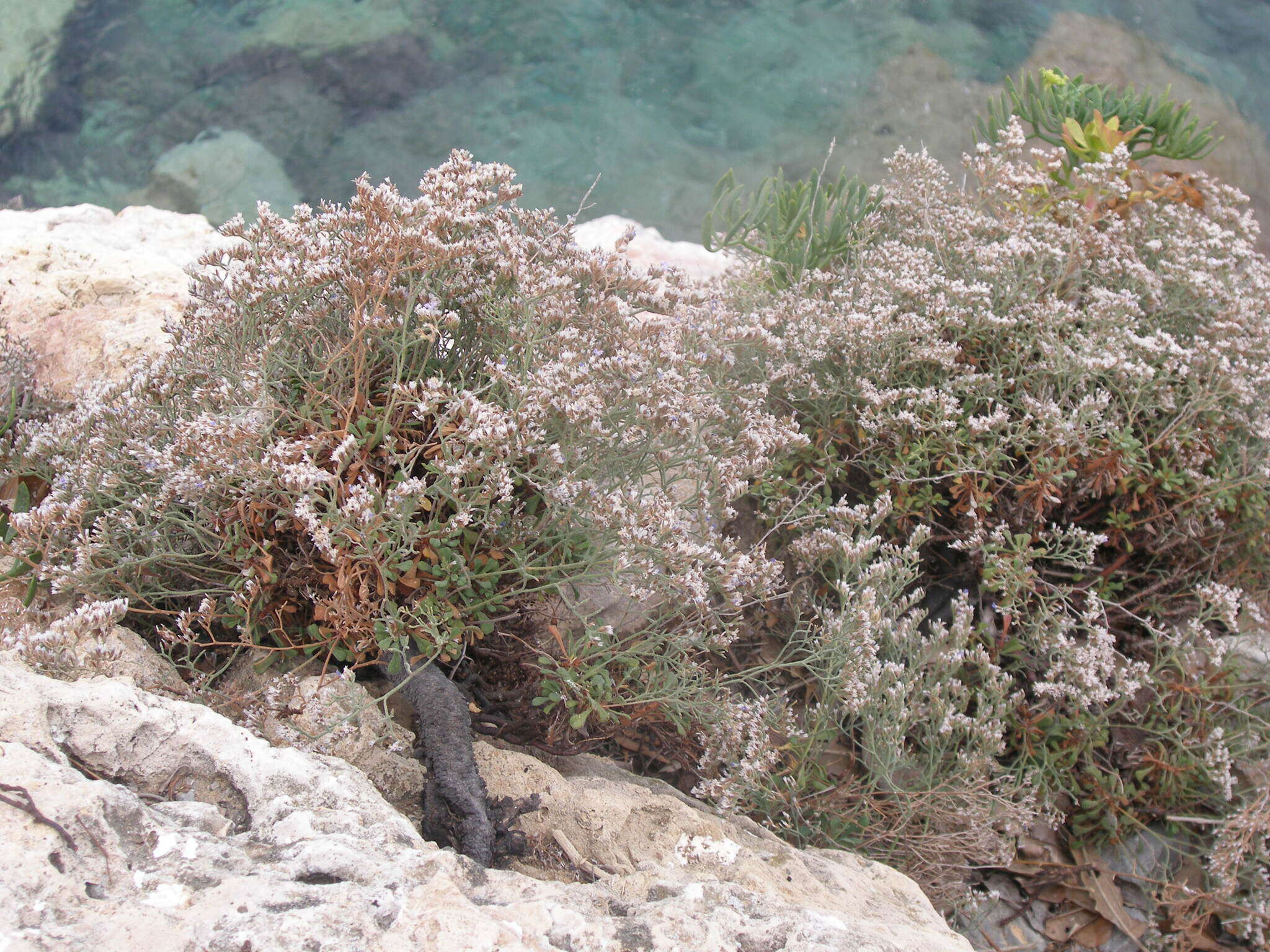 صورة Limonium cordatum (L.) Miller