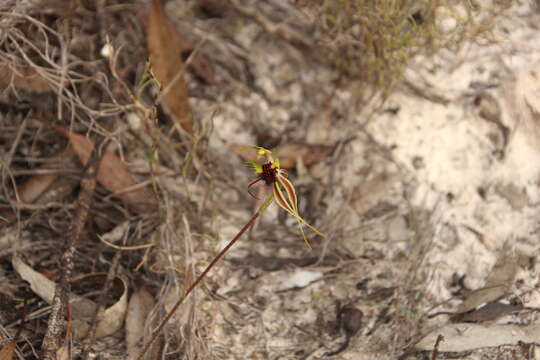 Image of Koppio spider orchid