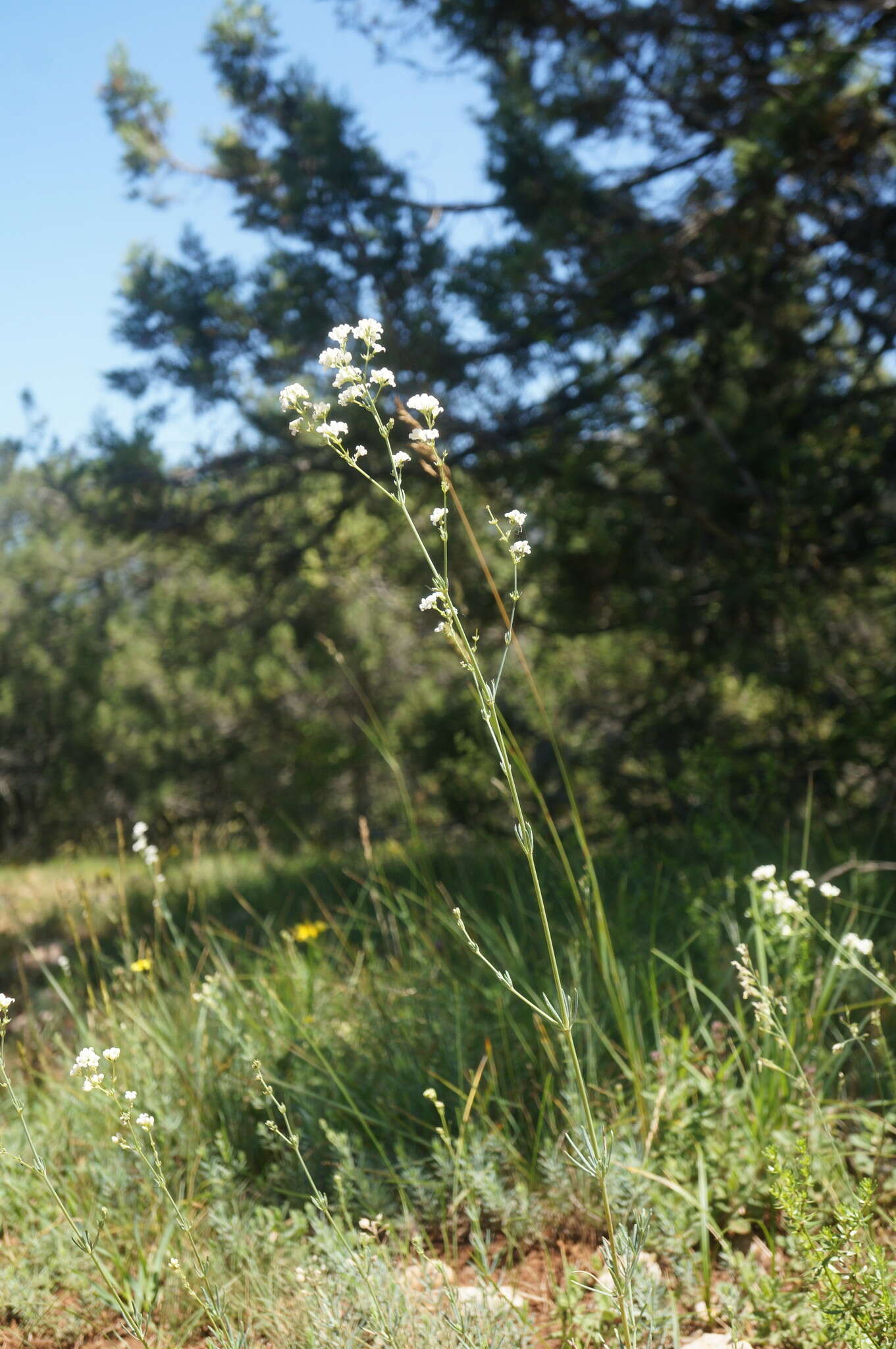 Imagem de Galium xeroticum (Klokov) Pobed.