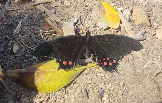 Image of Pink-spotted Swallowtail