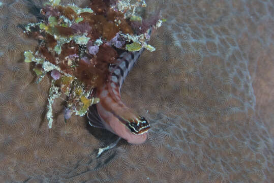 Image of Fiji clown blenny