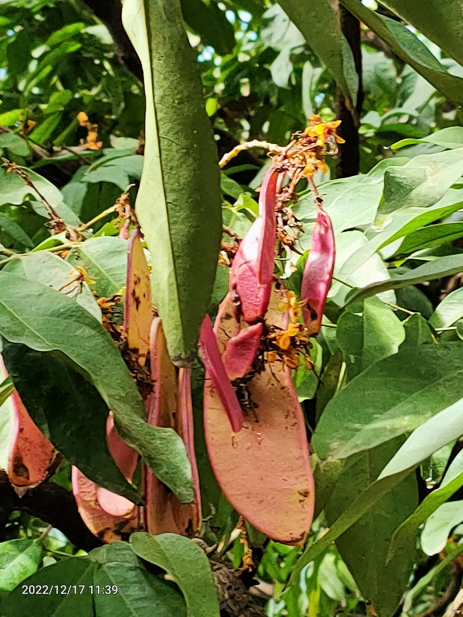 Image of Ashoka tree