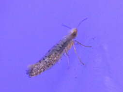 Image of Speckled Argyresthia