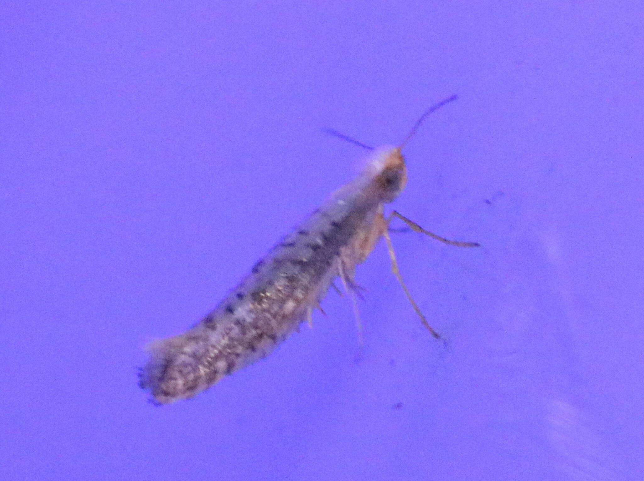 Image of Speckled Argyresthia