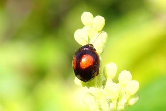 Image of Argopistes coccinelliformis Csiki 1940