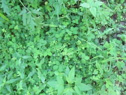 Image de Potentilla centigrana Maxim.