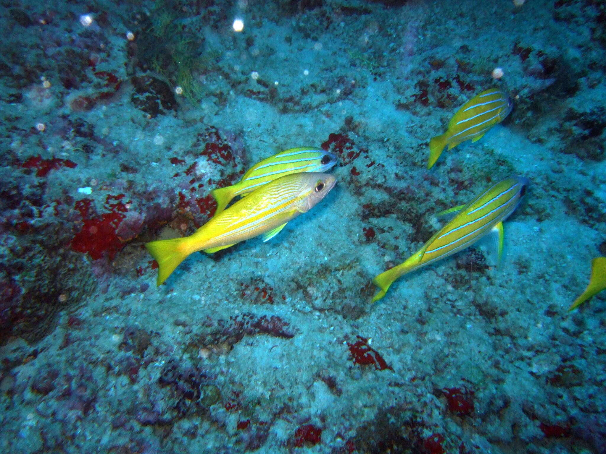 Image of Bigeye snapper