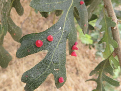 Image of Red Cone Gall Wasp