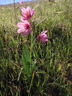 Image of adobe lily