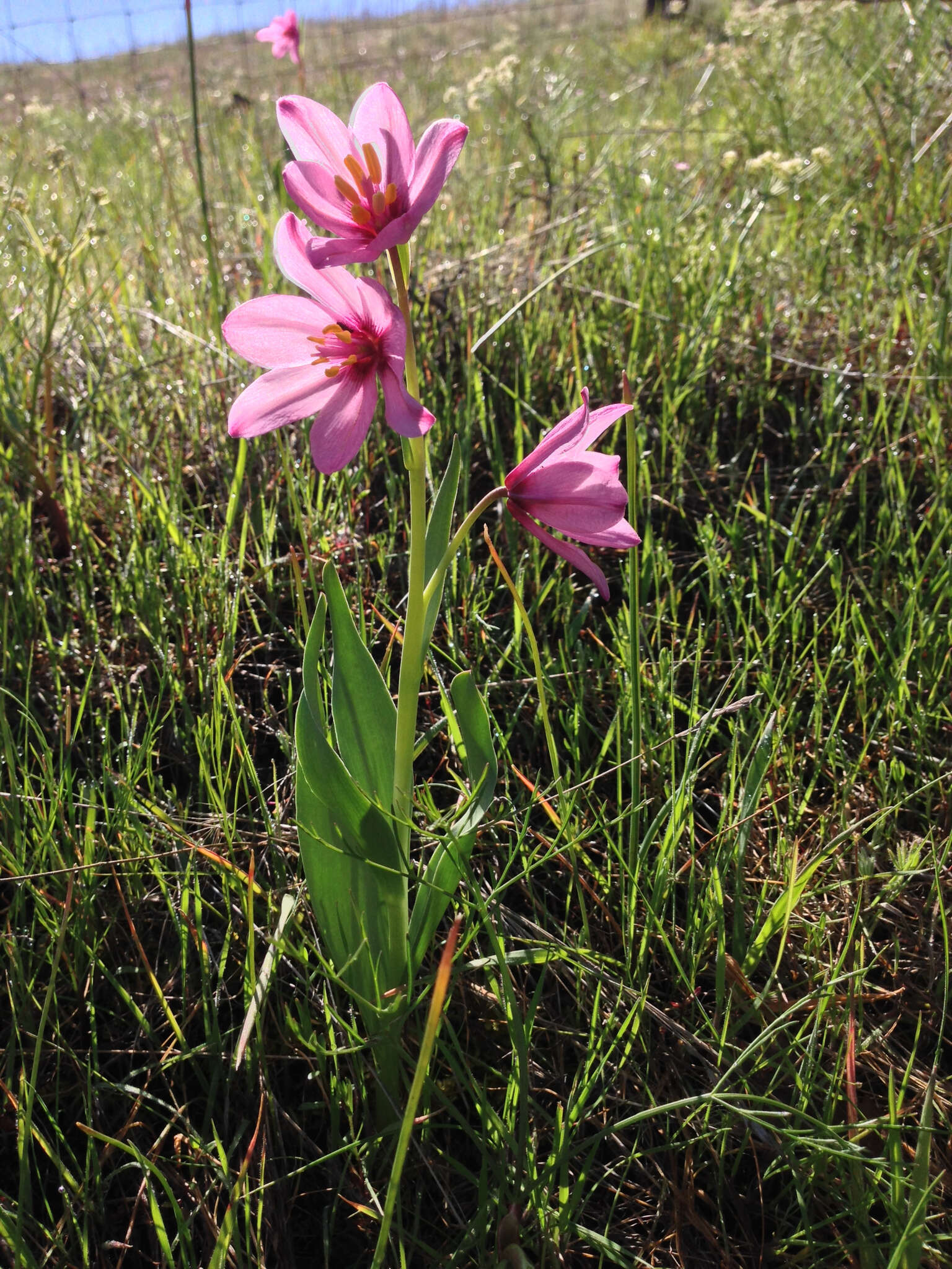 Image of adobe lily