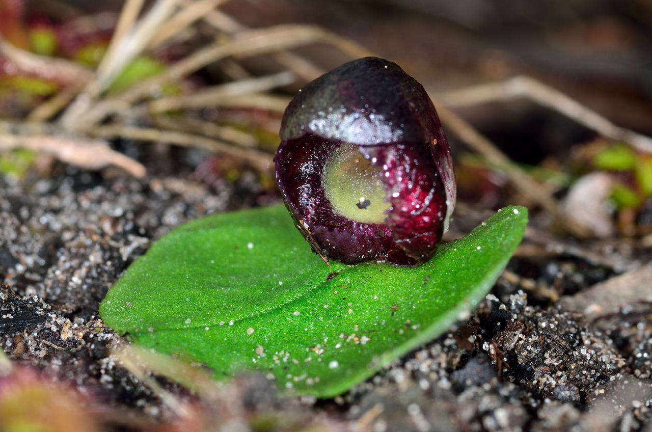 Image of Slaty helmet orchid