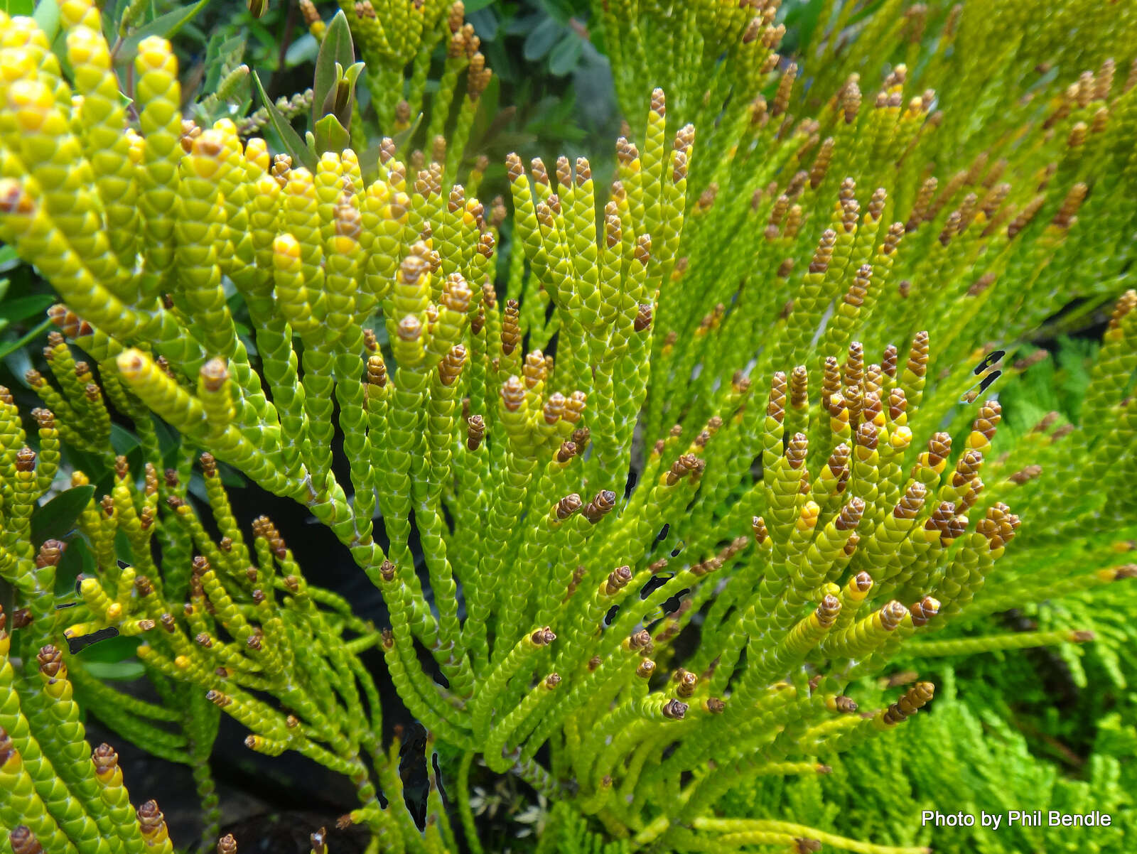 Image of Veronica hectorii subsp. hectorii