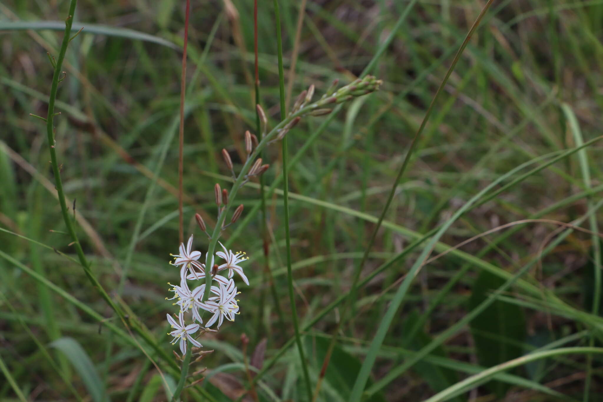 Image of Trachyandra saltii (Baker) Oberm.