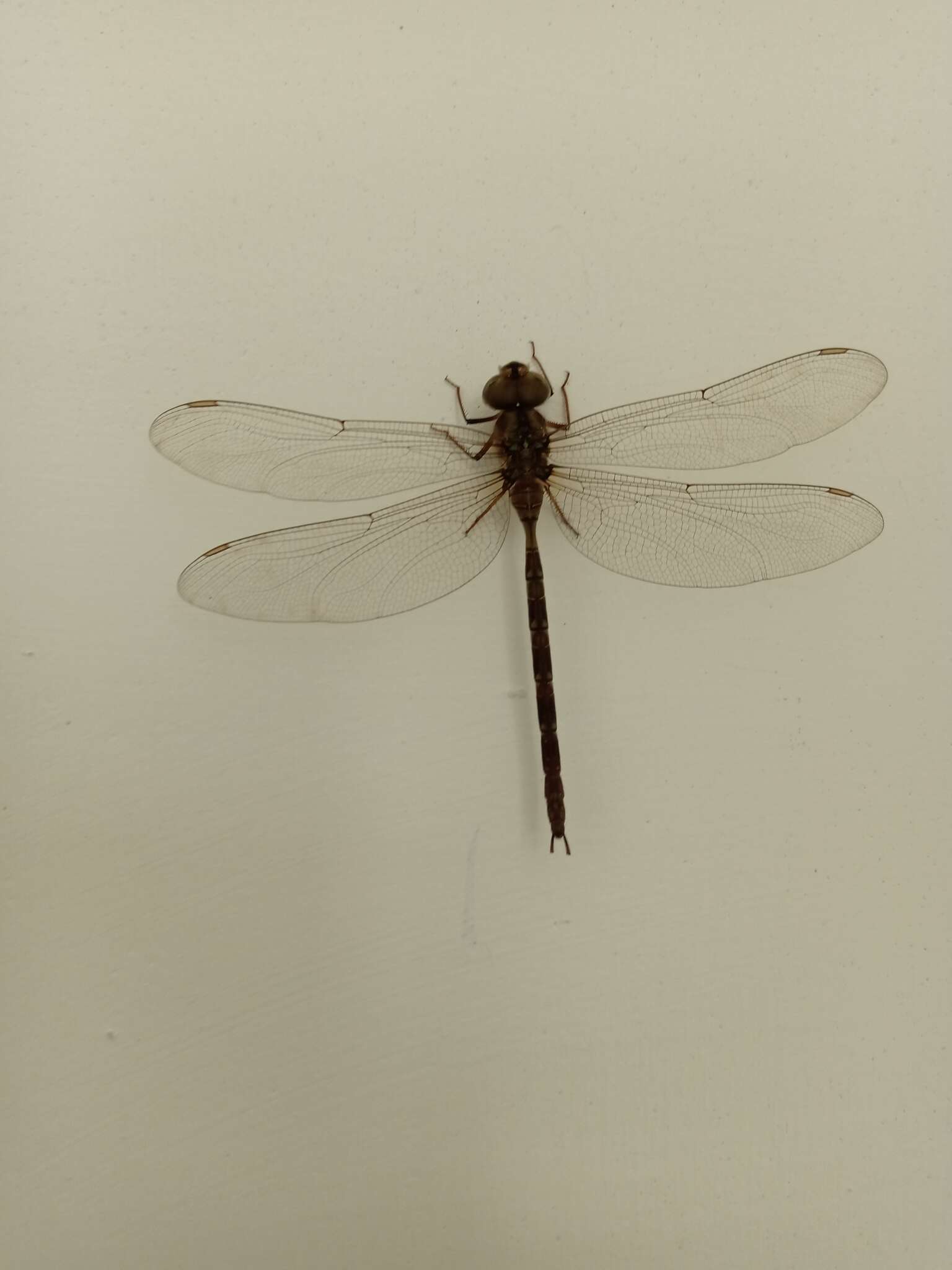 Image of Gynacantha hyalina Selys 1882