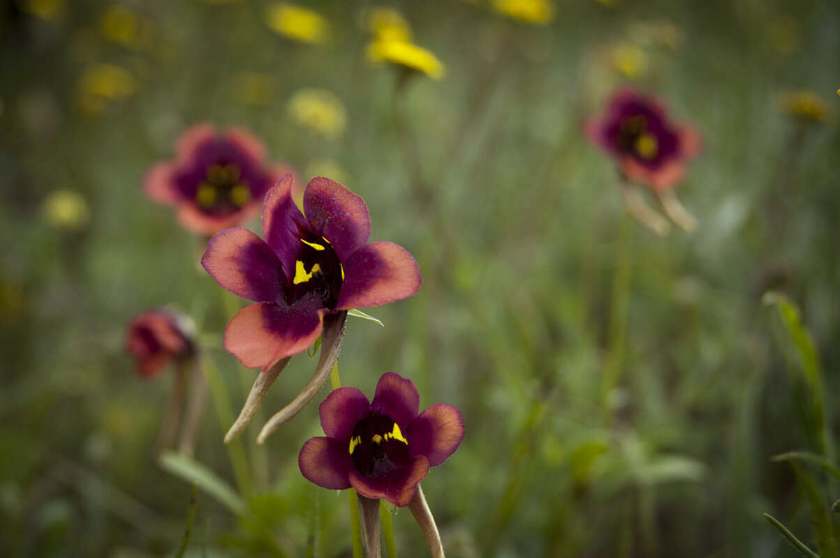 Image of Diascia longicornis (Thunb.) Druce