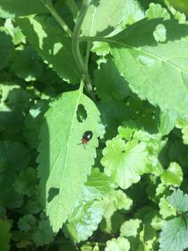 Image of flea beetle