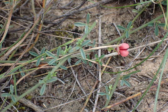 Imagem de Indigofera priorii