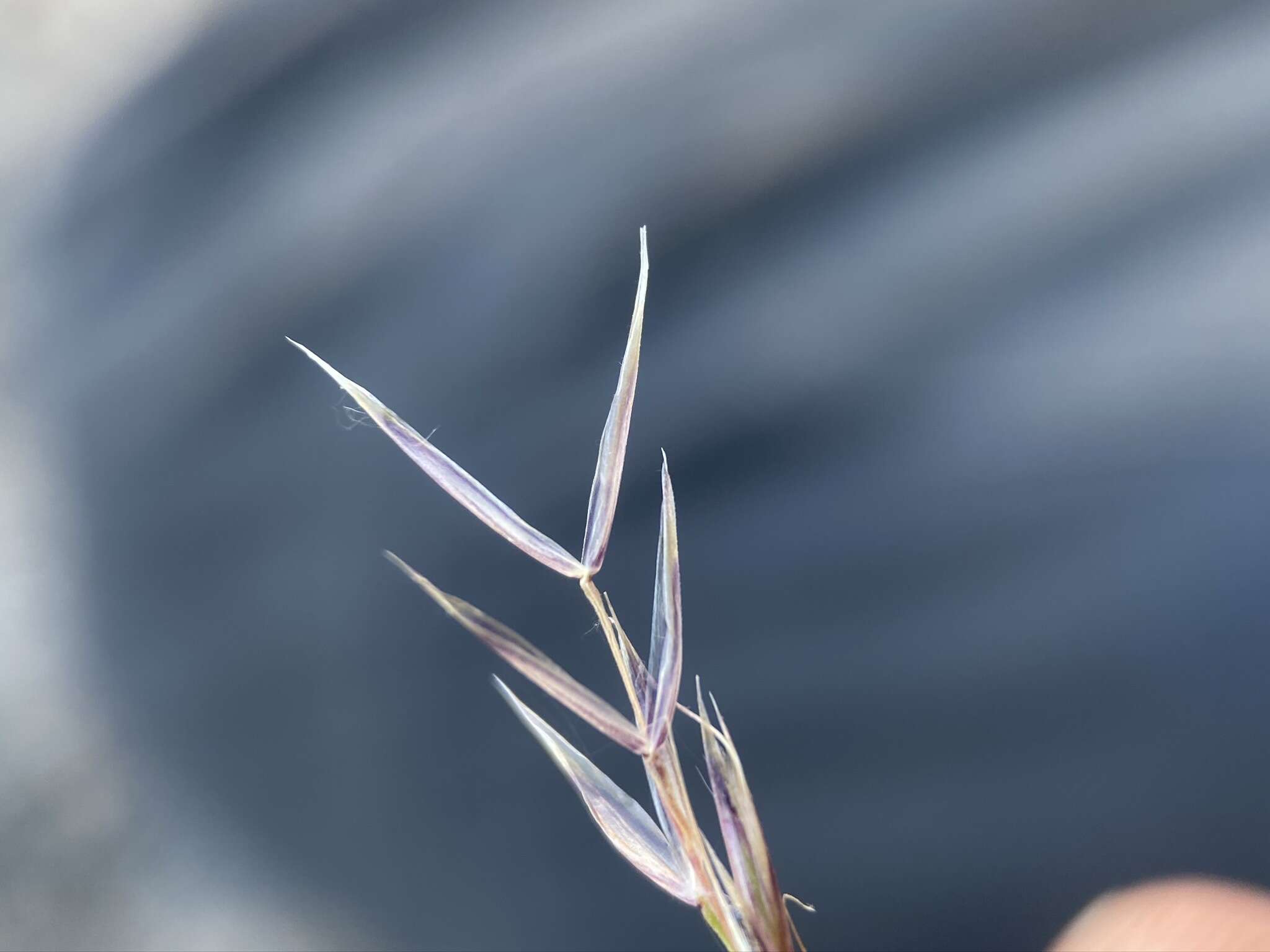 Image of Webber needlegrass